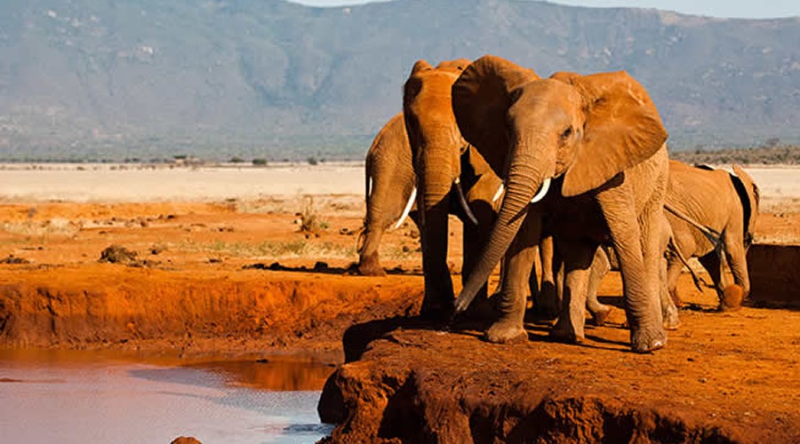 5-Day Private Safari Tsavo East and West National Park in Kenya