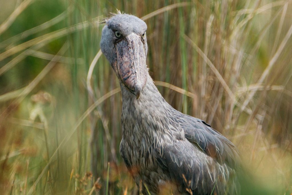 Birding in Uganda Thumbnail